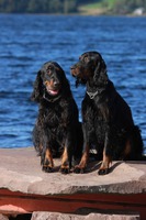 EDS Oslo - Sunny Ex. 1, CAC, CACIB, EW '15, BOB Kofi Ex. 1, EWJ '15, BOJ